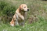 GOLDEN RETRIEVER 381